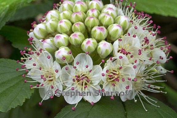 physocarpus opulifolius var intermedius graphic